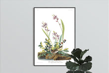 Load image into Gallery viewer, Field Sparrow Print by John Audubon