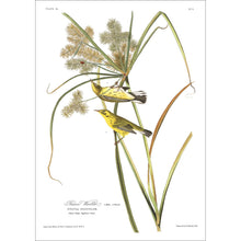 Load image into Gallery viewer, Prairie Warbler Print by John Audubon