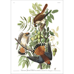 American Sparrow Hawk Print by John Audubon