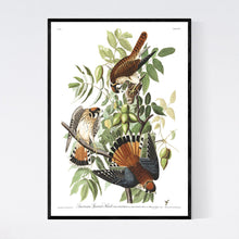 Load image into Gallery viewer, American Sparrow Hawk Print by John Audubon