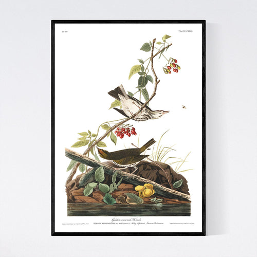 Golden-Crowned Thrush Print by John Audubon