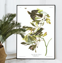 Load image into Gallery viewer, Small Green Crested Flycatcher Print by John Audubon