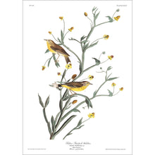 Load image into Gallery viewer, Yellow Red-Poll Warbler Print by John Audubon