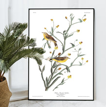 Load image into Gallery viewer, Yellow Red-Poll Warbler Print by John Audubon