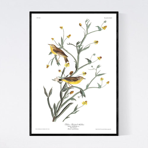 Yellow Red-Poll Warbler Print by John Audubon