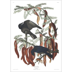 Fish Crow Print by John Audubon