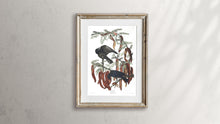 Load image into Gallery viewer, Fish Crow Print by John Audubon