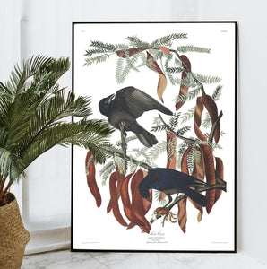 Fish Crow Print by John Audubon