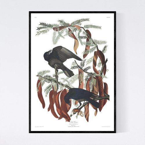 Fish Crow Print by John Audubon