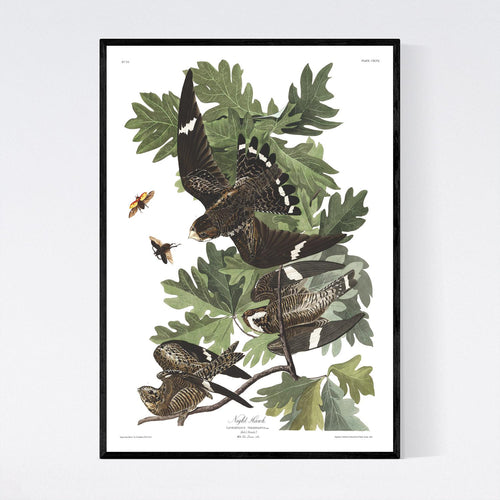 Night Hawk Print by John Audubon