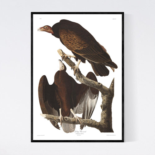 Turkey Buzzard Print by John Audubon