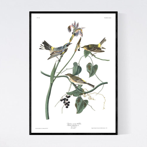 Yellow Rump Warbler Print by John Audubon