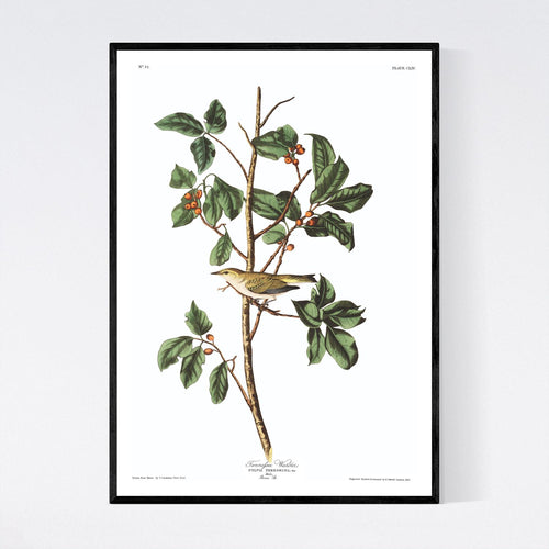 Tennessee Warbler Print by John Audubon