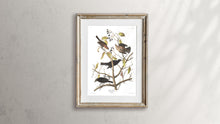 Load image into Gallery viewer, Rusty Grakle Print by John Audubon