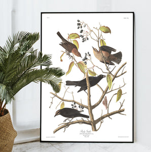 Rusty Grakle Print by John Audubon