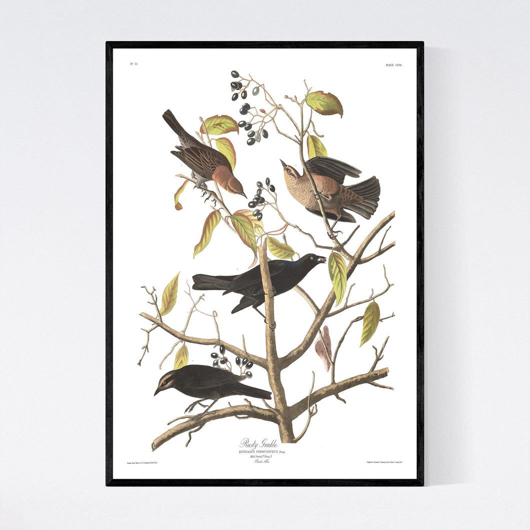 Rusty Grakle Print by John Audubon