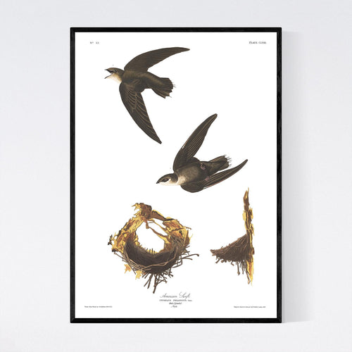 American Swift Print by John Audubon