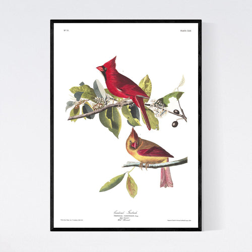 Cardinal Grosbeak Print by John Audubon