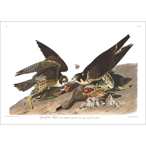 Great-Footed Hawk Print by John Audubon