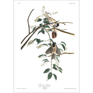 Carolina Titmouse Print by John Audubon