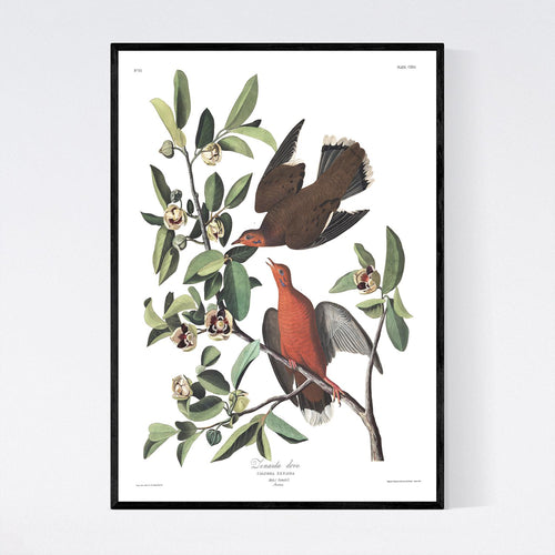 Zenaida Dove Print by John Audubon