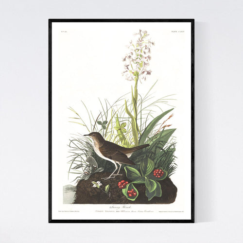 Tawny Thrush Print by John Audubon