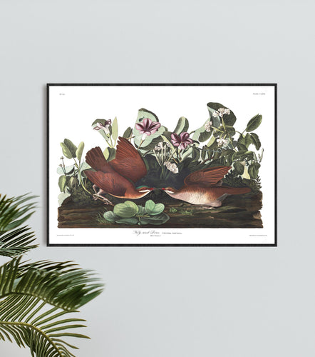 Key-West Dove Print by John Audubon