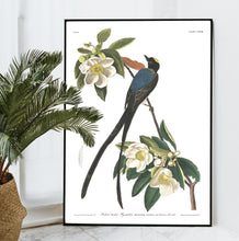 Load image into Gallery viewer, Forked-Tailed Flycatcher Print by John Audubon