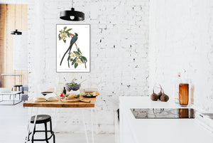 Forked-Tailed Flycatcher Print by John Audubon