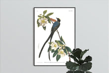 Load image into Gallery viewer, Forked-Tailed Flycatcher Print by John Audubon