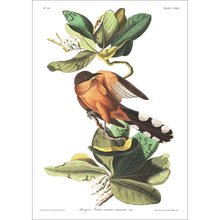 Load image into Gallery viewer, Mangrove Cuckoo Print by John Audubon