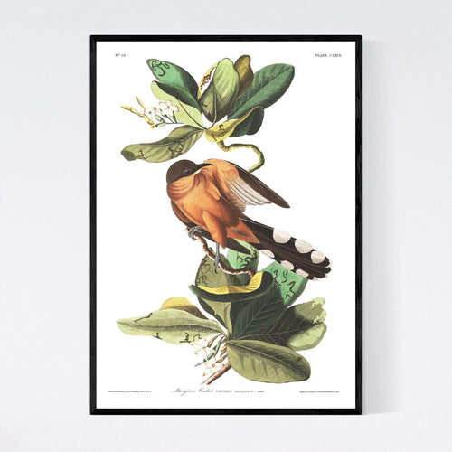 Mangrove Cuckoo Print by John Audubon