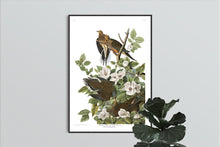 Load image into Gallery viewer, Carolina Pigeon or Turtle Dove Print by John Audubon