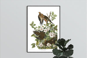 Carolina Pigeon or Turtle Dove Print by John Audubon