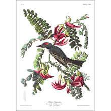 Load image into Gallery viewer, Piping Flycatcher Print by John Audubon