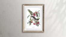 Load image into Gallery viewer, Piping Flycatcher Print by John Audubon