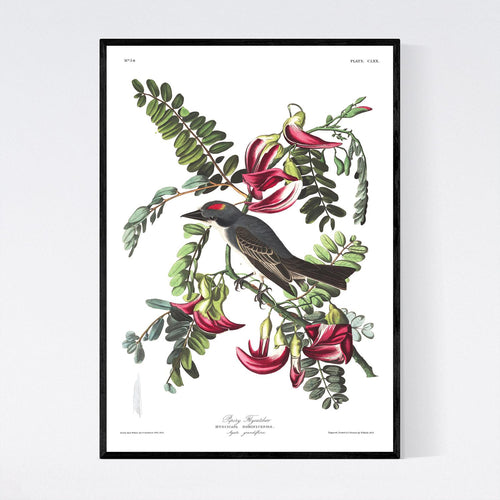 Piping Flycatcher Print by John Audubon