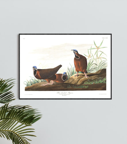 Blue-Headed Pigeon Print by John Audubon