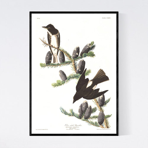 Olive Sided Flycatcher Print by John Audubon