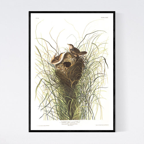 Nuttall's Lesser-Marsh Wren Print by John Audubon