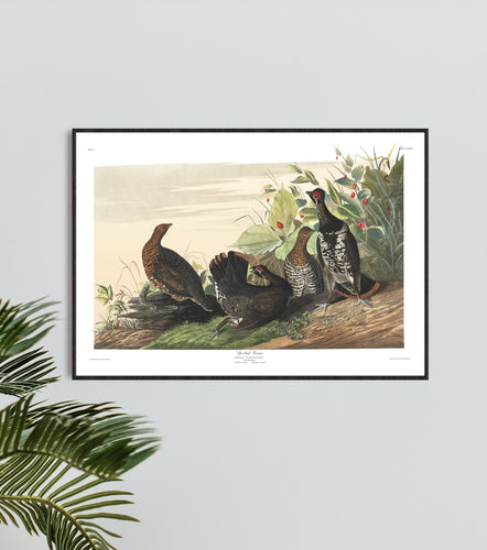 Spotted Grous Print by John Audubon