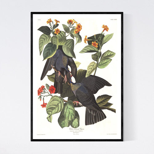 White-Crowned Pigeon Print by John Audubon