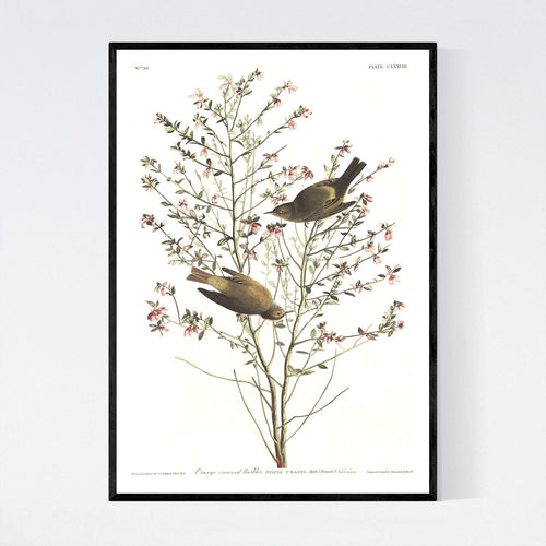 Orange-Crowned Warbler Print by John Audubon