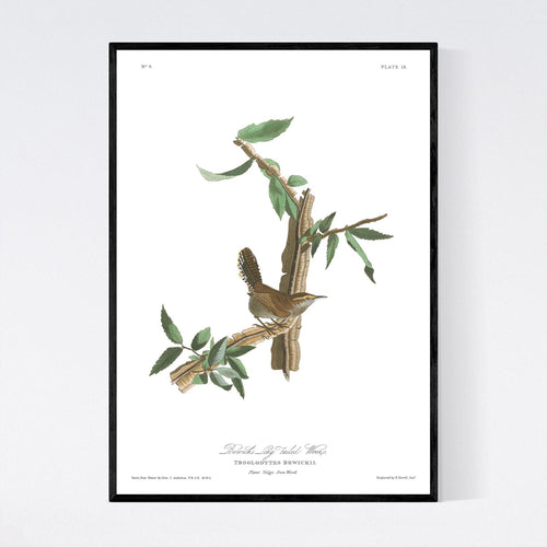 Berwick's Long Tailed Wren Print by John Audubon