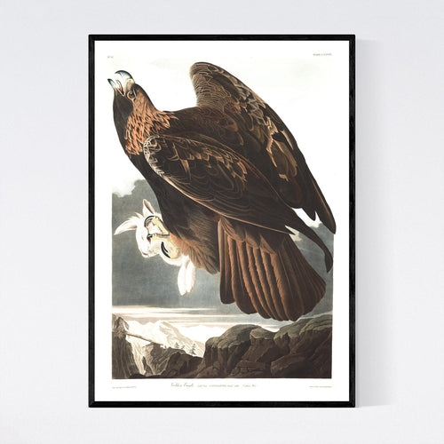 Golden Eagle Print by John Audubon