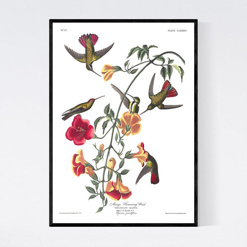 Mango Humming Bird Print by John Audubon