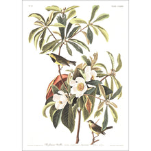 Load image into Gallery viewer, Bachman&#39;s Warbler Print by John Audubon