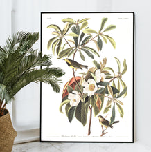 Load image into Gallery viewer, Bachman&#39;s Warbler Print by John Audubon