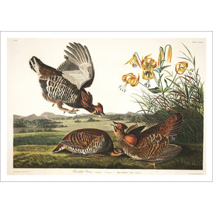 Pinnated Grous Print by John Audubon