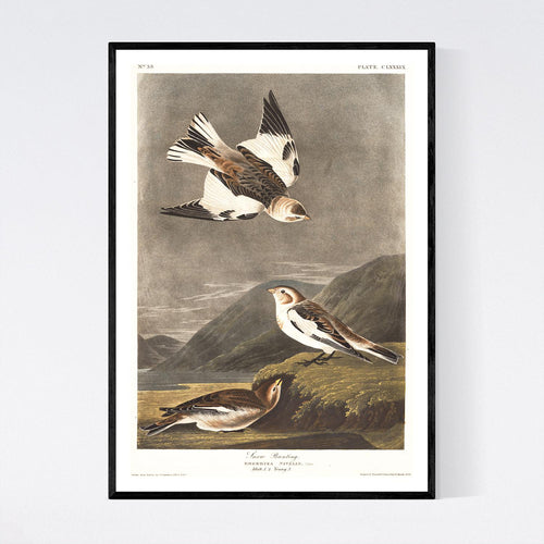 Snow Bunting Print by John Audubon